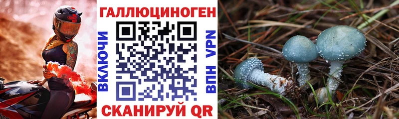 Галлюциногенные грибы Psilocybe  Купить закладки  Новоаннинский 